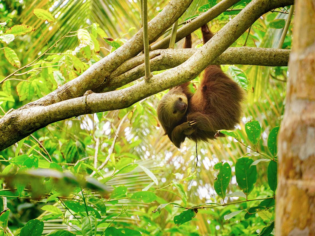 Where to see Sloths in Costa Rica