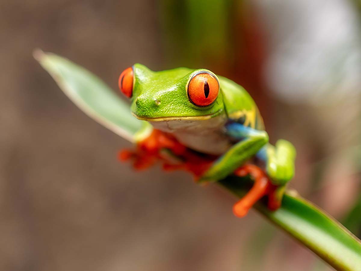 Where to see frogs in Costa Rica