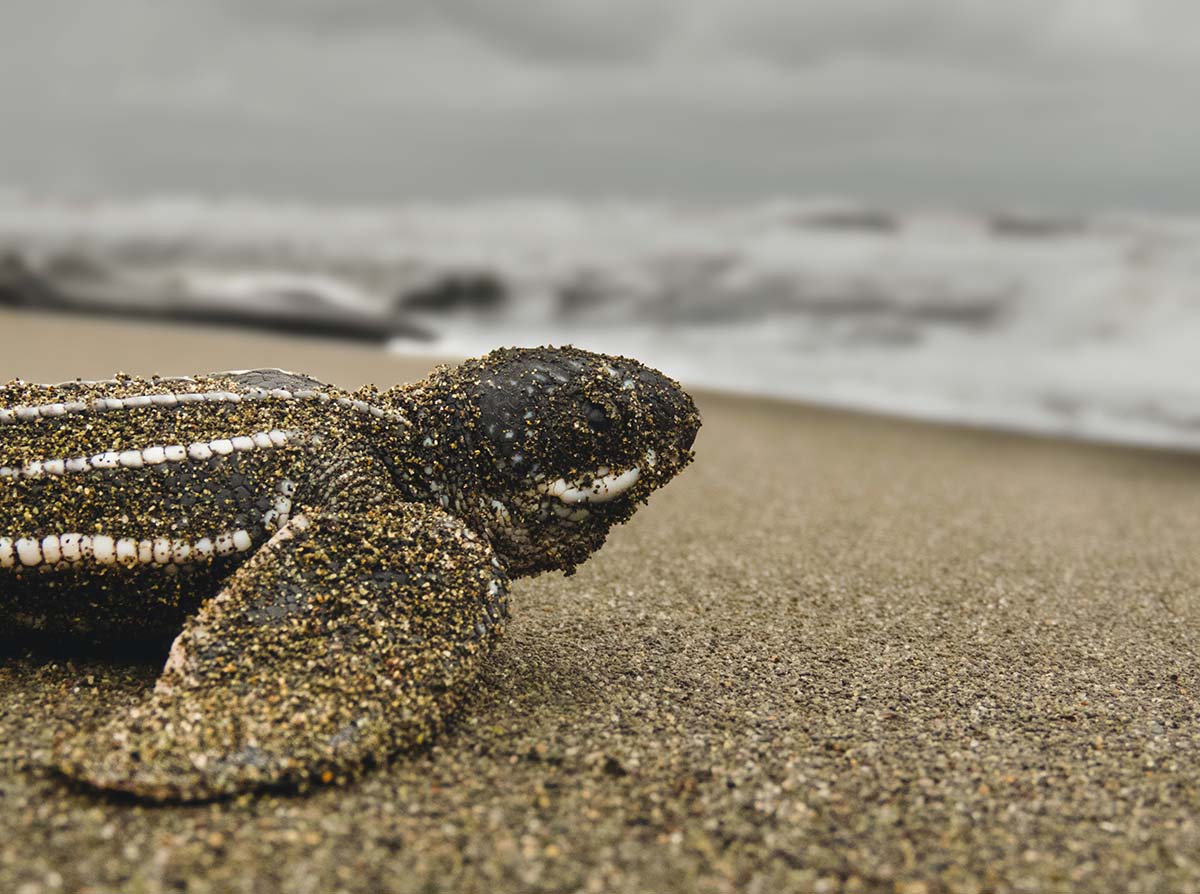 Where to see Sea Turtles in Costa Rica