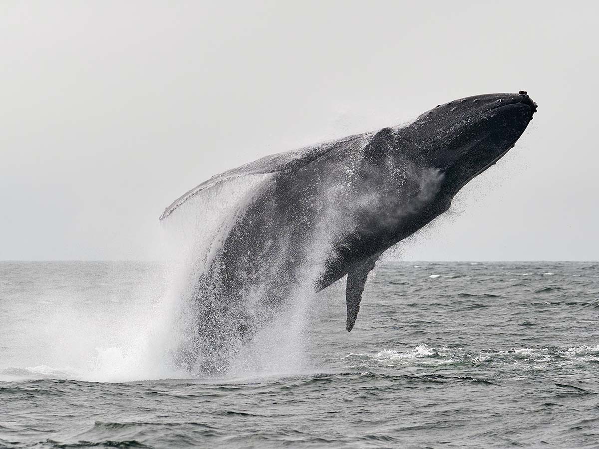 Costa Rica Whale Spotting