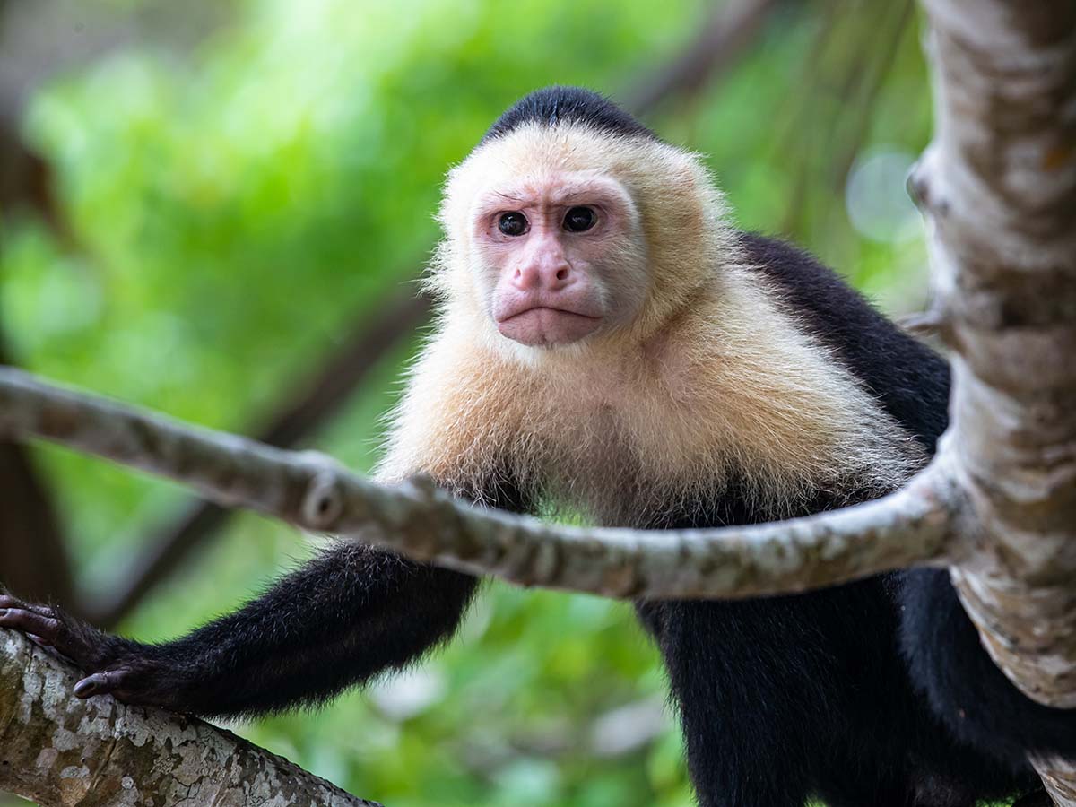 Where to see Monkeys in Costa Rica