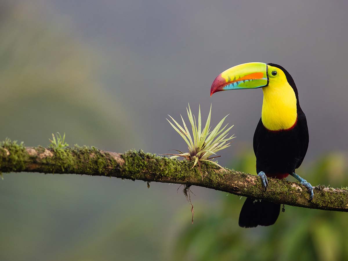Toucan spotting in Costa Rica